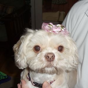 Meet your Posher, Lissell